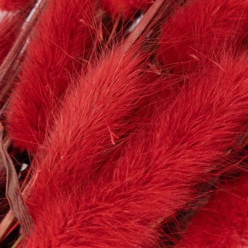 Lagurus getrocknet Bund Trockenblumen Dekoration 70cm 100g | Floristik24.de