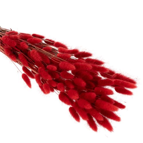 Lagurus getrocknet Bund Trockenblumen Dekoration 70cm 100g | Floristik24.de