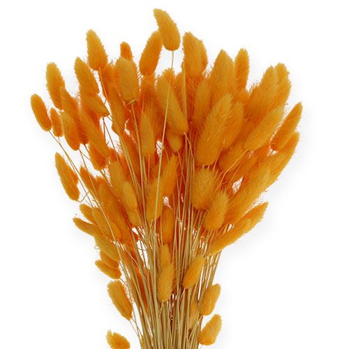 Floristik24 Deko-Gras Orange Lagurus 100gr