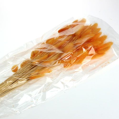 Floristik24 Deko-Gras Orange Lagurus 100gr