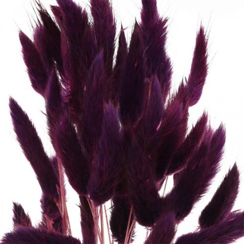 Artikel Samtgras Violett, Hasenschwanz-Gras, Lagurus L18-50cm 25g