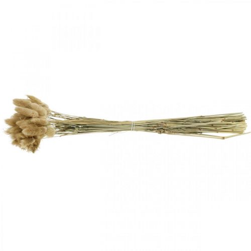 Artikel Lagurus ovatus Trockenblumen Lampenputzergras Samtgras Deko Hellbraun 40-50cm 30g