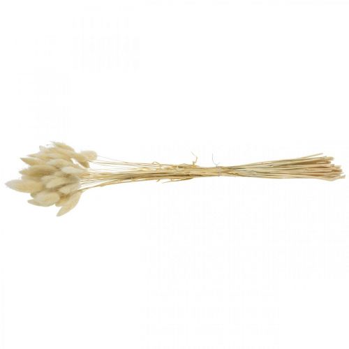 Floristik24 Deko-Gras, Süßgras gebleicht, Lagurus ovatus, Samtgras L40–55cm 25g