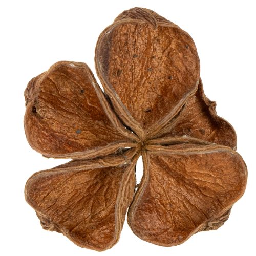 Floristik24 Landlotus Natur 50 St