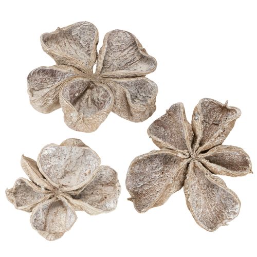 Floristik24 Landlotus Weiß gewaschen 6-12cm 50 St