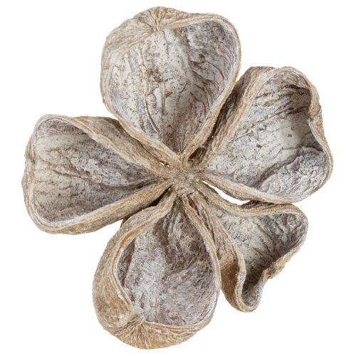 Floristik24 Landlotus Weiß gewaschen 6-12cm 50 St