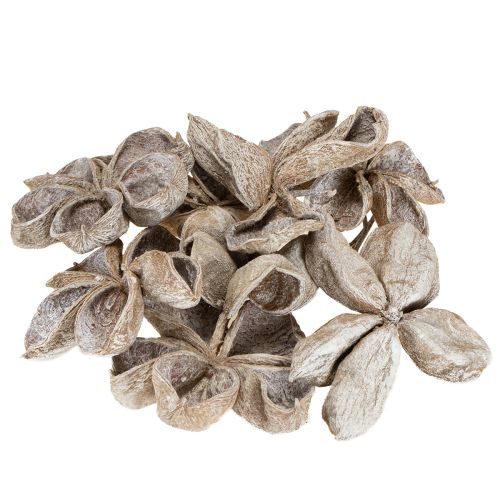 Floristik24 Landlotus Weiß gewaschen 6-12cm 50 St