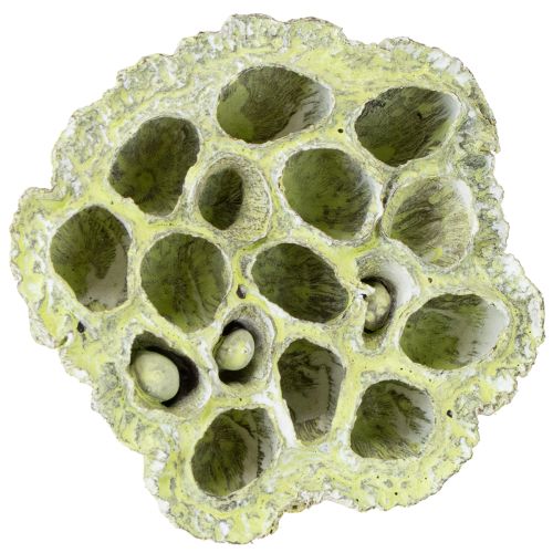 Artikel Lotos Kolben Mix Grün gewaschen Ø6cm - 10cm 50 St