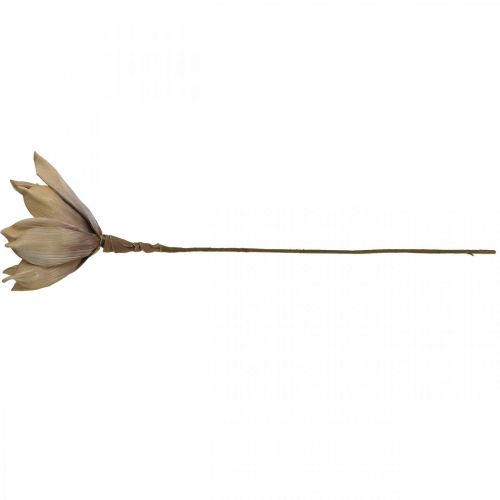 Floristik24 Lotusblume, Lotusblüte Deko, Kunstpflanze Beige L66cm