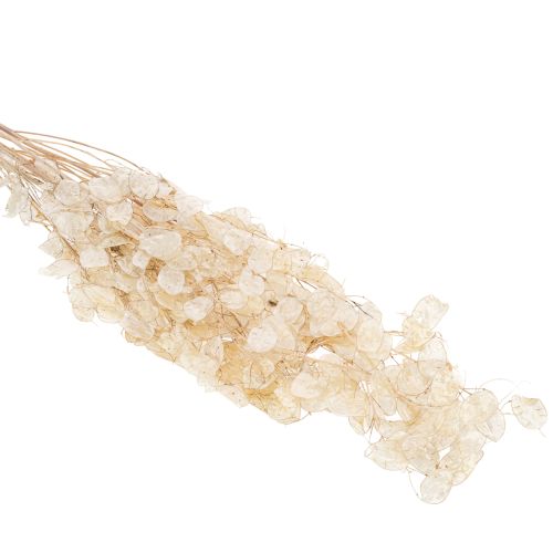 Artikel Lunaria Trockenblumen Mondviole Silberblatt getrocknet 60-80cm 30g