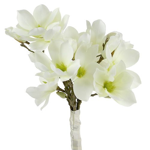 Floristik24 Magnolienbund Weiß 40cm 5St