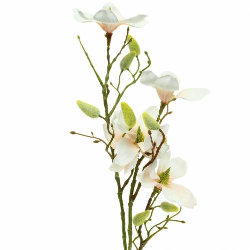 Floristik24 Magnolie Pfirsich 85cm