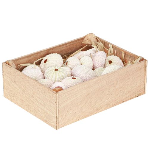 Floristik24 Maritime Deko Seeigel Gehäuse Rosa, Weiß Streudeko 20 St