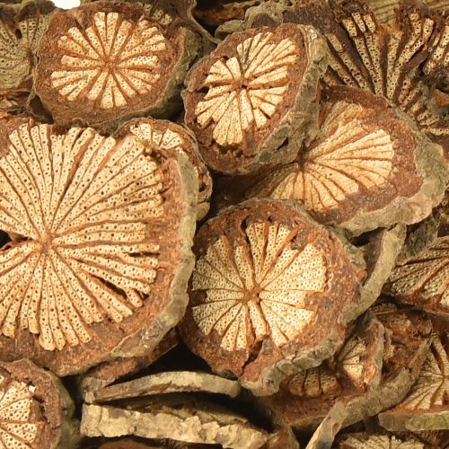 Floristik24 Mini Holzscheiben Betelnuss Deko mit Maserung 1-4,5cm 300g