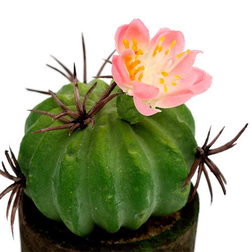 Floristik24 Mini Kaktus mit Blüten H9-12cm 4St