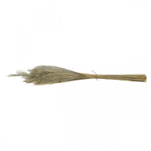 Floristik24 Trockengras Miscanthus 55-75cm Federgras Natur 100 St