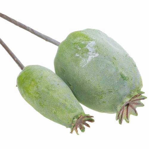 Floristik24 Mohnkapseln künstlich Grün 26cm/28cm 6St