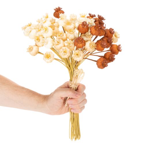 Trockenblumen künstlich Mohnkapseln Bund dreifarbig 40cm 45St | Floristik24.de