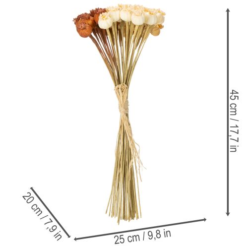 Trockenblumen künstlich Mohnkapseln Bund dreifarbig 40cm 45St | Floristik24.de