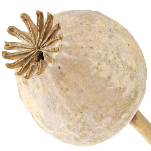 Floristik24 Mohnkapseln getrocknet Natur Trockenblumen 55cm 10 St