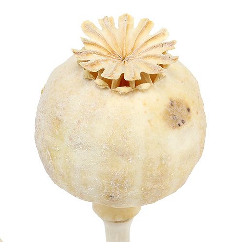 Floristik24 Mohnköpfe gebleicht 100 St