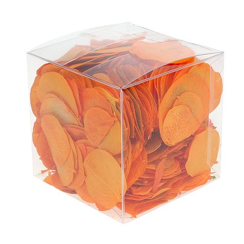 Floristik24 Monetablätter Apricot 50g
