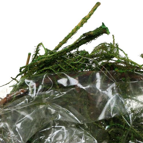 Floristik24 Moos-Schale Grün Ø11cm H6,5cm - 7,5cm 5St