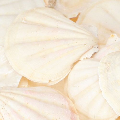 Artikel Muschel Deko Jakobsmuscheln in Natur 3,5cm–4cm 300g