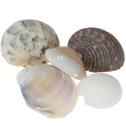 Floristik24 Muschel Deko Mini Herzmuscheln Schneckenhäuser 1–3cm 340g
