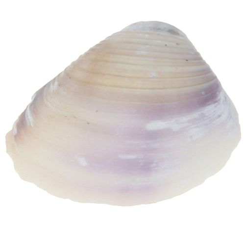 Artikel Muschel Deko Mini Herzmuscheln Schneckenhäuser 1–3cm 340g