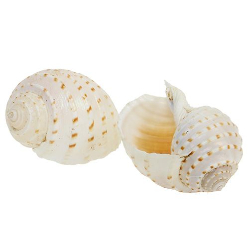 Floristik24 Muschel Tonna Tessalata 7 St
