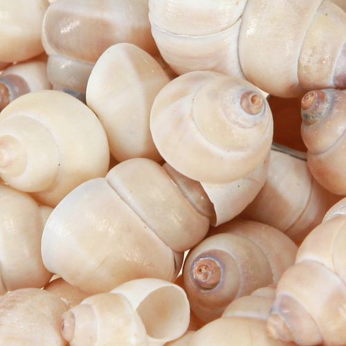 Floristik24 Muschel Umachi 500g