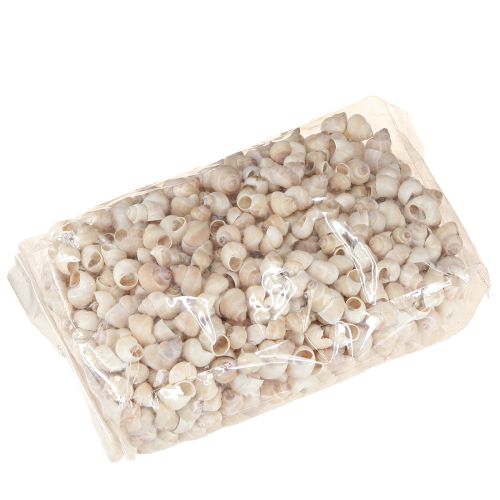 Floristik24 Muschel Umachi 500g