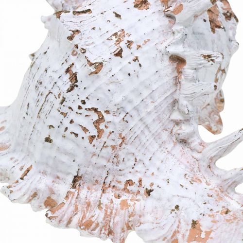 Floristik24 Muscheln, Maritime Deko, Schneckenhäuser Weiß-Golden L22/17cm 2er-Set