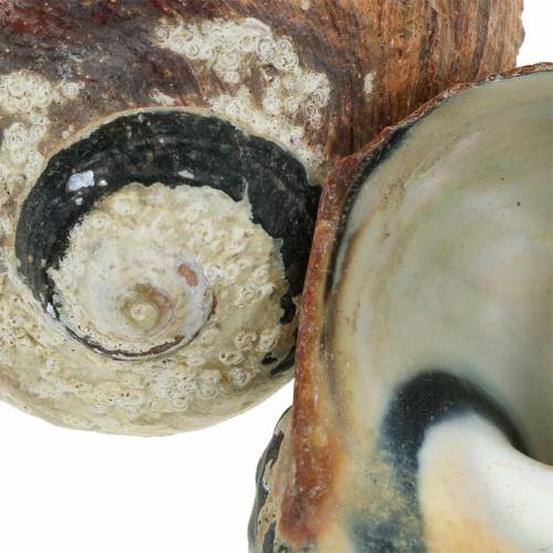 Artikel Turban Muschel Alikreukel Natur 500g