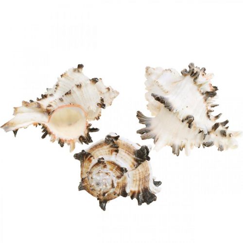 Floristik24 Deko Schneckenhäuser gestreift, Seeschnecken Naturdeko 1kg