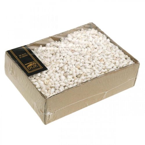 Floristik24 Naturdeko Muscheln Nassa Maritime Deko Weiß 8-15mm 1190g