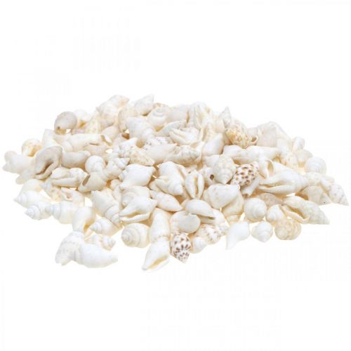 Naturdeko Muscheln Nassa Maritime Deko Weiß 8-15mm 1190g
