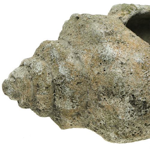 Floristik24 Muschel zum Bepflanzen L40cm