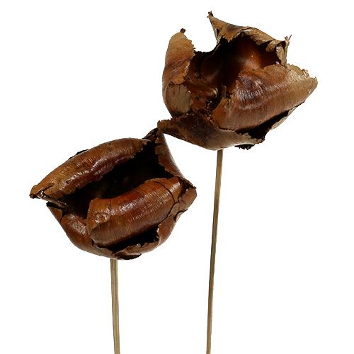 Floristik24 Natur Blüte, Palm Cup am Stiel Natur 25 St