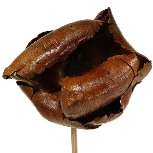 Floristik24 Natur Blüte, Palm Cup am Stiel Natur 25 St