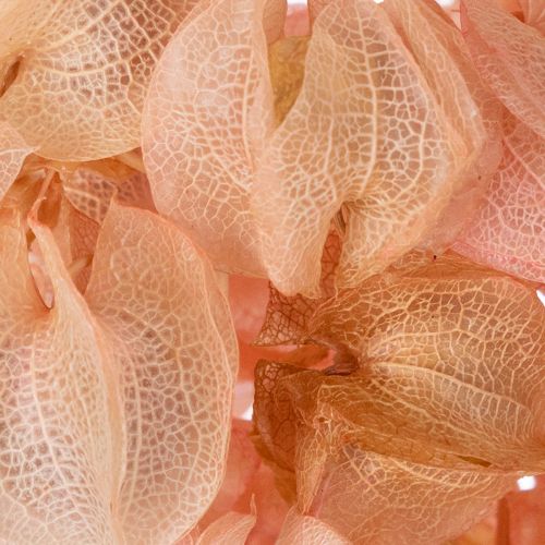 Artikel Blumenstiel Trockenblume zaubert eine romantische Atmosphäre für jeden Wohnbereich 75cm