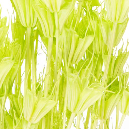 Artikel Trockenblumen Nigella bezaubernd natürliche Raumdekoration für zu Hause 70cm 50g