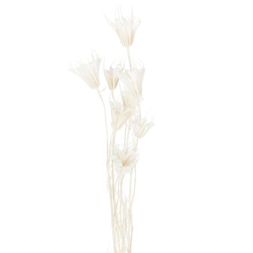Artikel Trockenblumen Nigella Bund Edle Naturdeko für exklusive Einrichtung 70cm 50g