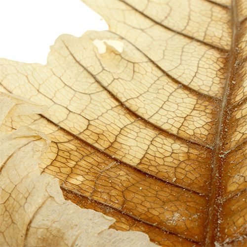 Artikel Oak Leaf gebleicht 35St
