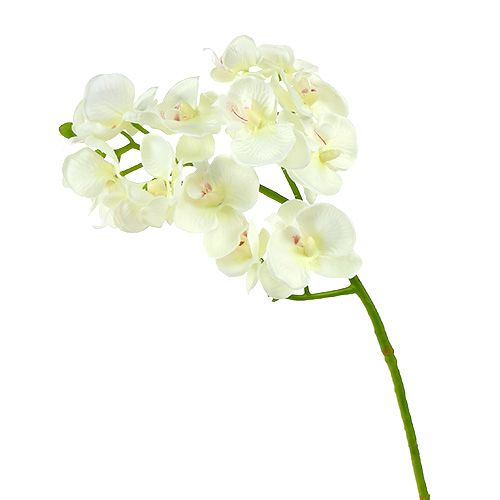 Artikel Orchidee Creme-Weiß L57cm 6St