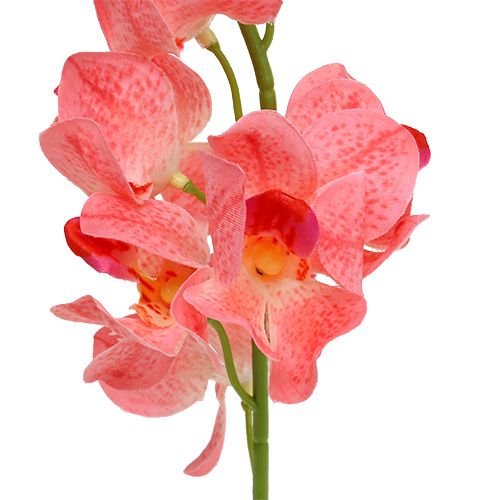 Artikel Orchidee Mokara Lachs 50cm 6St