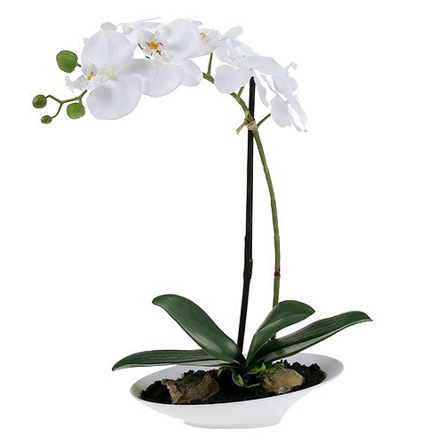 Orchidee Phalaenopsis in Schale Weiß H40cm