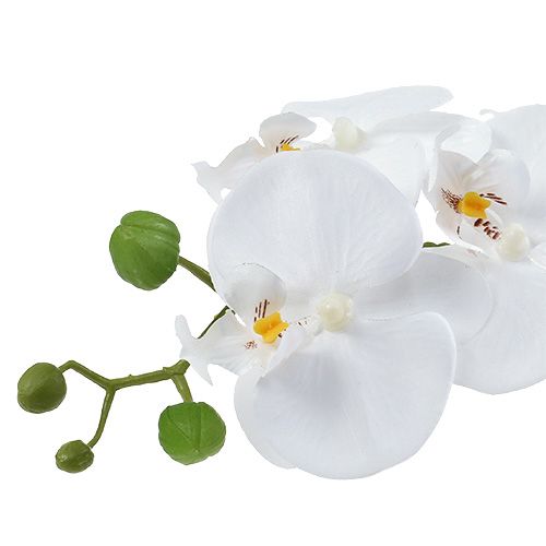Floristik24 Orchidee Phalaenopsis in Schale Weiß H40cm