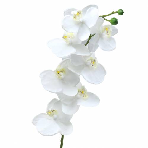 Orchidee Weiß 77cm